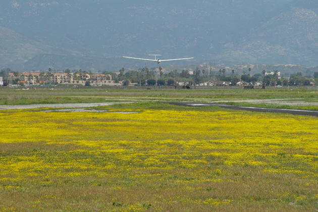 On final in OC Soaring's Grob 103 over a sea of yellow wildflowers at Hemet-Ryan airport.