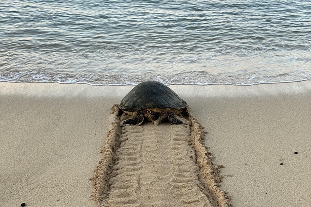 A Hawaiian turtle cleared for takeoff on Poipu Beach's Runway 18.